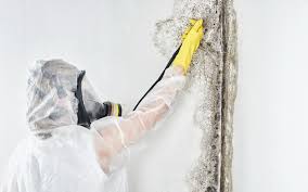 Best Asbestos and Lead Testing During Mold Inspection  in Taylorsville, KY